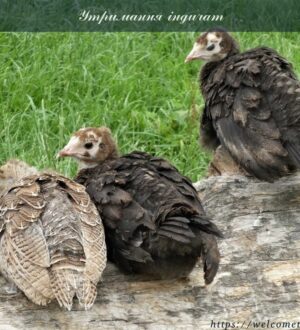 Утримання індичат: як влаштувати індичатам дитячий садок