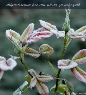 Відновлення рослин після заморозків