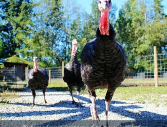 Вирощування індичат в домашніх умовах: як, що, де і коли