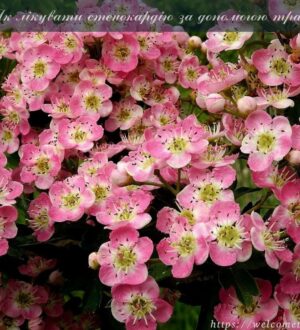 Як лікувати стенокардію за допомогою трав: народна медицина