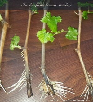 Як вкорінювати живці: розмноження рослин живцюванням