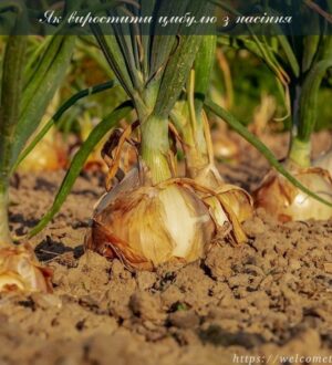 Як виростити цибулю з насіння не тільки на півдні України