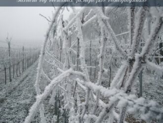 Захист від весняних заморозків виноградників