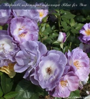 Паркові троянди: Blue for You та Louise Odier