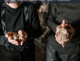 Про користь перепелиних яєць в лікуванні різних захворювань