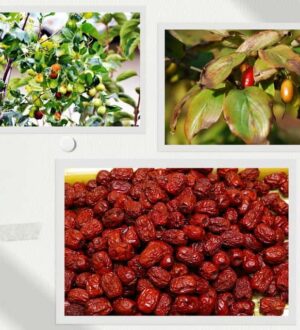 Унабі або зізіфус чи то китайський фінік: дерево життя