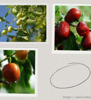 Як виростити унабі самим на дачі чи то у власному садку