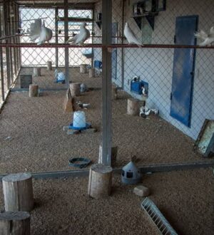 Декоративні голуби: про екзотичні породи голубів