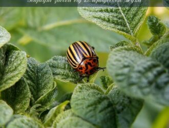 Народні засоби від колорадського жука: 8 дієвих засобів