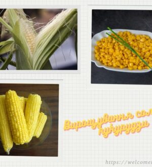 Вирощування солодкої кукурудзи: кукурудза для консервування