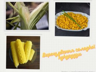 Вирощування солодкої кукурудзи: кукурудза для консервування