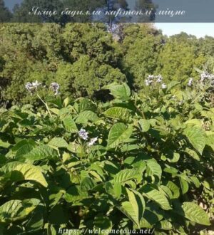 Міцне бадилля картоплі не гарантує високого врожаю
