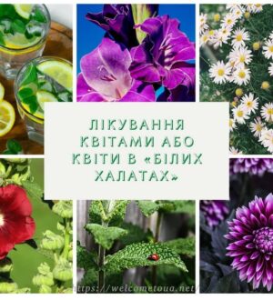 Лікування квітами або квіти в «білих халатах»: і таке буває