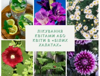 Лікування квітами або квіти в «білих халатах»: і таке буває