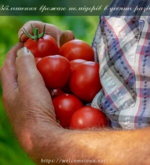 Збільшення врожаю помідорів в десять разів за методом Маслова