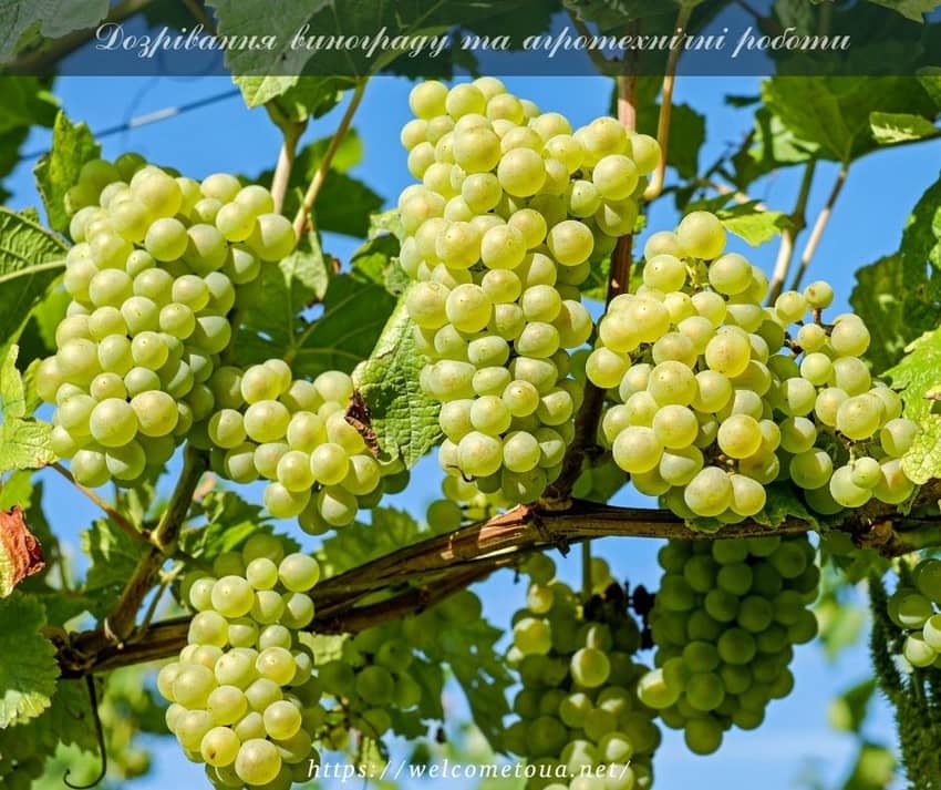 Період дозрівання винограду Дозрівання винограду, достигання винограду, агротехніка вирощування винограду, дозрівання ягід винограду