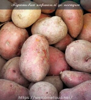 Підготовка картоплі до посадки