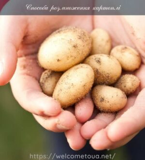 Способи розмноження картоплі для отримання посадкового матеріалу