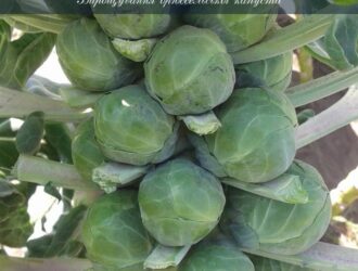 Вирощування брюссельської капусти