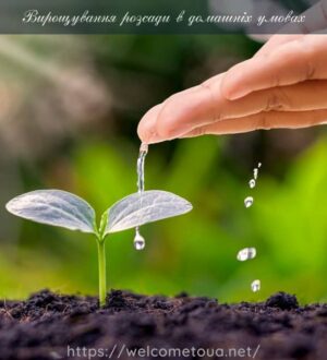 Вирощування розсади в домашніх умовах