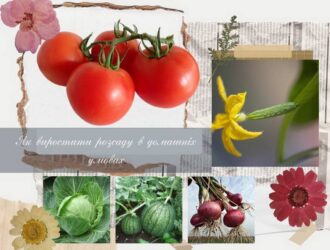 Як виростити розсаду в домашніх умовах