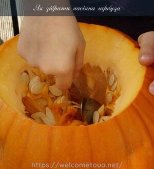 Як зібрати насіння гарбуза