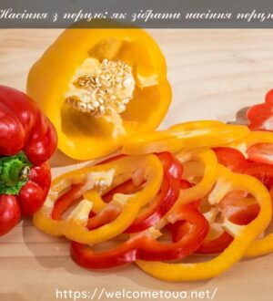Насіння з перцю: як зібрати насіння перцю