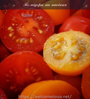 Помідори на насіння