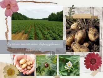 Сучасна технологія вирощування картоплі