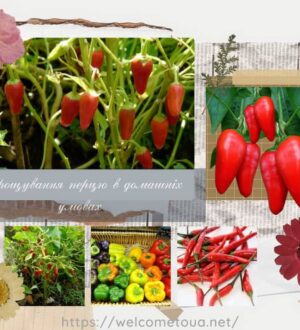 Вирощування перцю в домашніх умовах