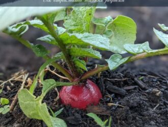 Як отримати насіння редиски