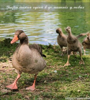 Утримання гусей в домашніх умовах