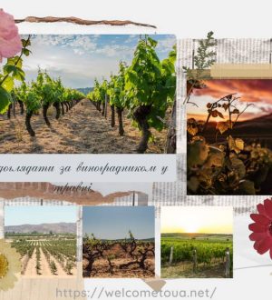 Як доглядати за виноградником у травні