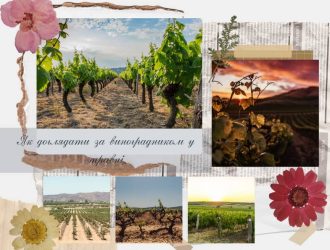 Як доглядати за виноградником у травні