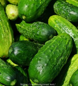 Як зберегти огірки свіжими надовго