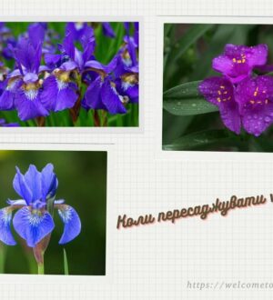 Коли пересаджувати іриси, чи можна пересаджувати весною