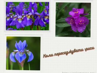 Коли пересаджувати іриси, чи можна пересаджувати весною
