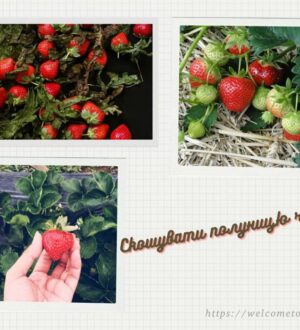 Скошувати полуницю чи ні?