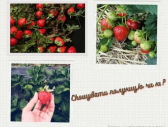 Скошувати полуницю чи ні?