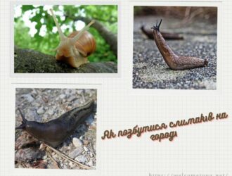 Як позбутися слимаків на городі