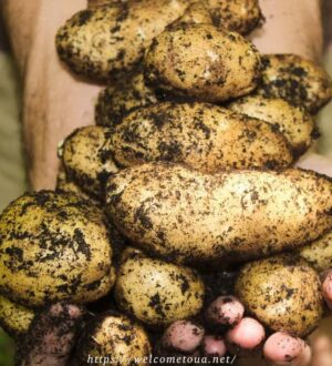 Пізні сорти картоплі: збирання та зберігання