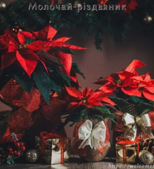 Молочай-різдвяник: різдвяна зірка у вашій оселі