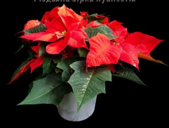 Різдвяна зірка пуансетія та ідеї декору за її участю