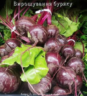 Вирощування буряку
