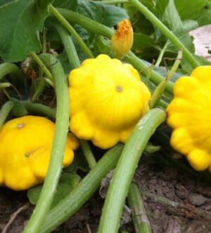 Вирощування патисонів у відкритому ґрунті