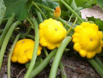 Вирощування патисонів у відкритому ґрунті