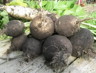 Вирощування редьки