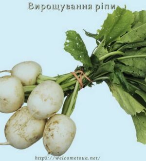 Вирощування ріпи