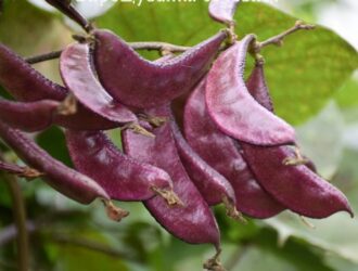 Вирощування сочевиці