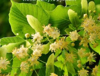 Липи цвітуть духмяні